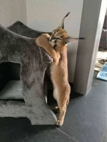 cucciolata di gattini di serval e caracal della savannah | Foto 4