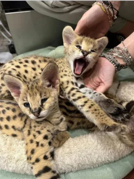 cucciolata di gattini di serval e caracal della savannah