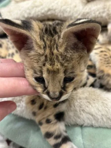 cucciolata di gattini di serval e caracal della savannah | Foto 3