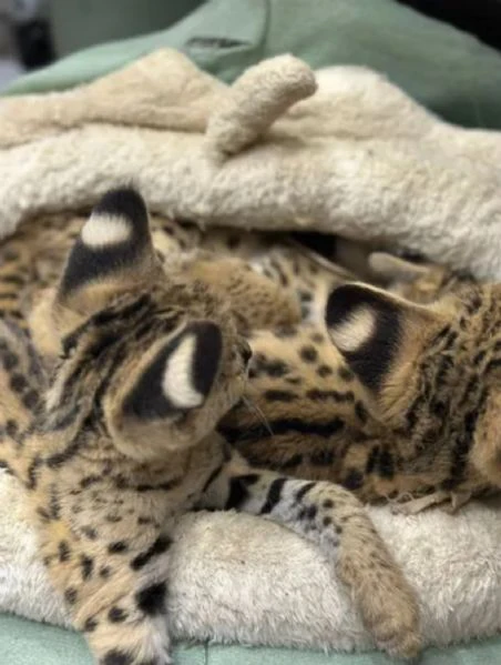 cucciolata di gattini di serval e caracal della savannah | Foto 2
