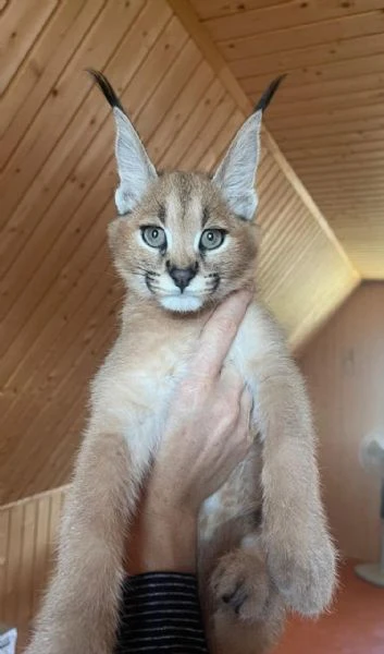 cucciolata di gattini di serval e caracal della savannah | Foto 1