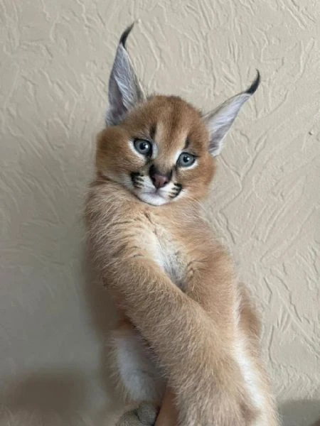 cucciolata di gattini di serval e caracal della savannah | Foto 0