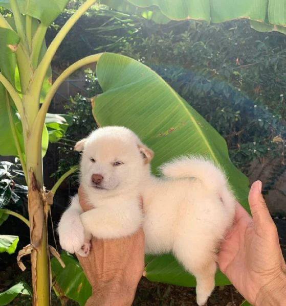 cucciolo shiba | Foto 0