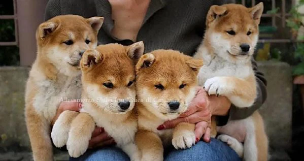 cucciolo shiba