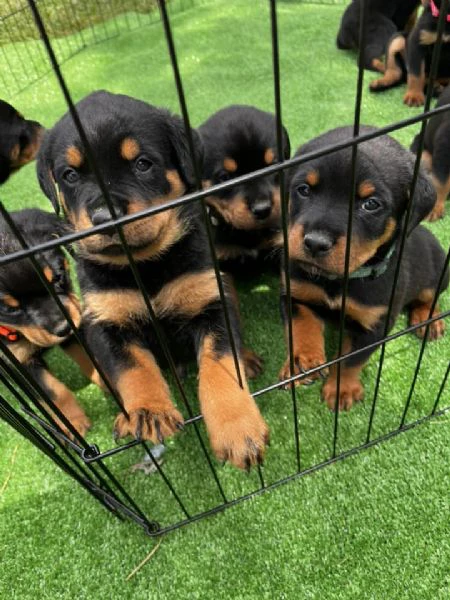 cuccioli di rottweiler disponibili! | Foto 2