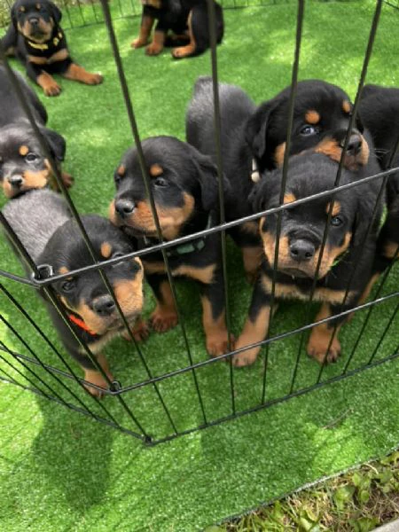 cuccioli di rottweiler disponibili! | Foto 1