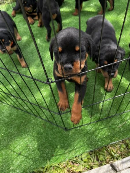 cuccioli di rottweiler disponibili! | Foto 0