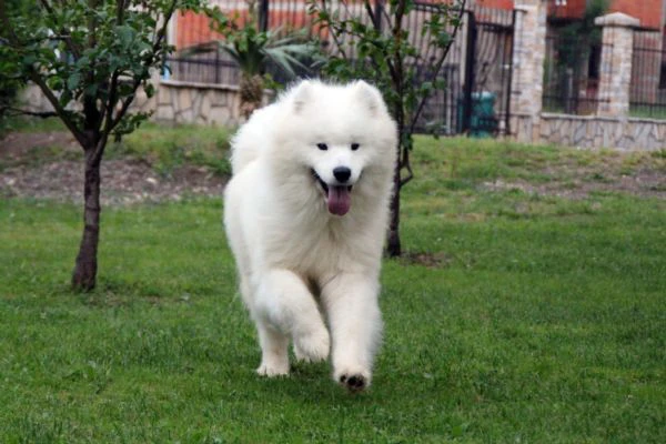 cucciolo samoyedo | Foto 3