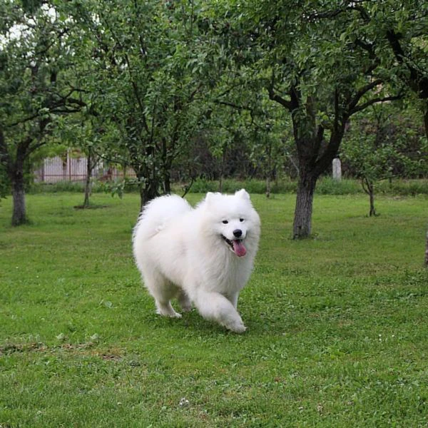 cucciolo samoyedo | Foto 2