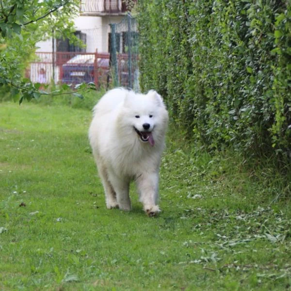 cucciolo samoyedo | Foto 1
