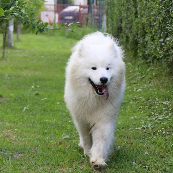 cucciolo samoyedo | Foto 0