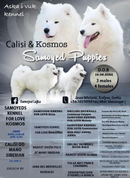 cucciolo samoyedo