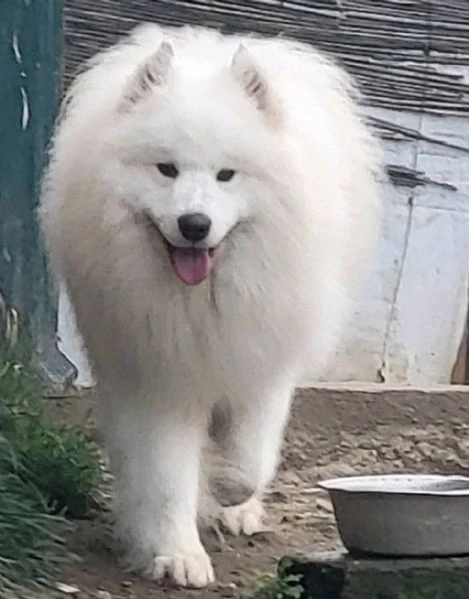 samoyed adulti e cuccioli in vendita | Foto 5
