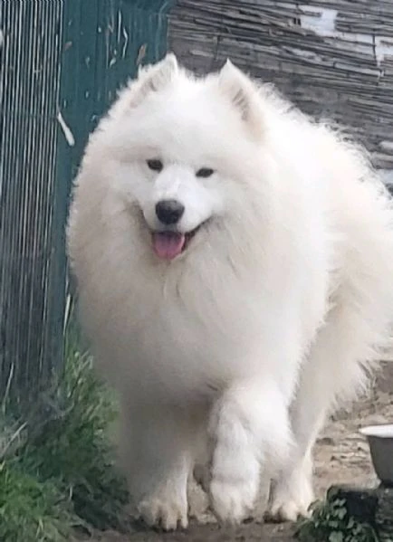 samoyed adulti e cuccioli in vendita | Foto 4