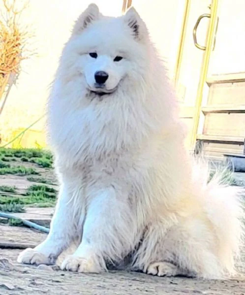 samoyed adulti e cuccioli in vendita | Foto 3