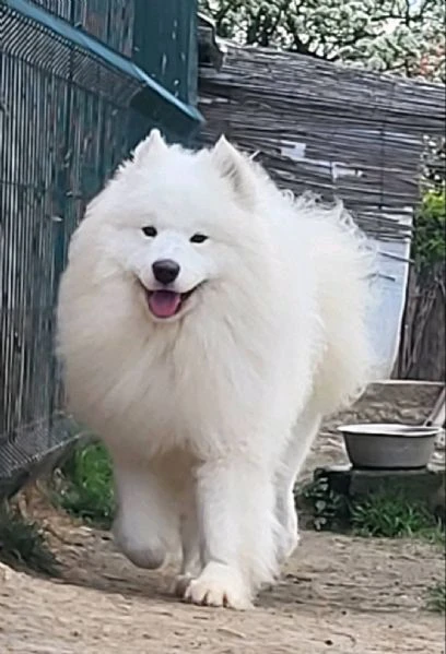 samoyed adulti e cuccioli in vendita | Foto 2