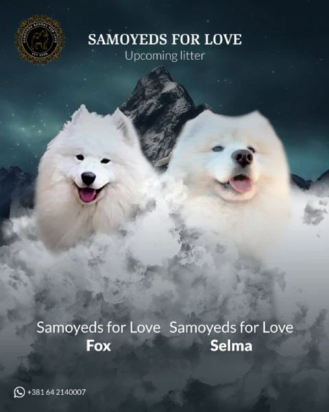 samoyed adulti e cuccioli in vendita