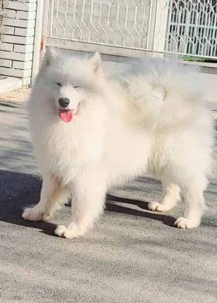 samoyed adulti e cuccioli in vendita | Foto 1