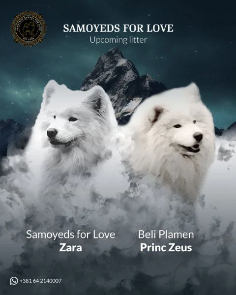 samoyed adulti e cuccioli in vendita | Foto 0