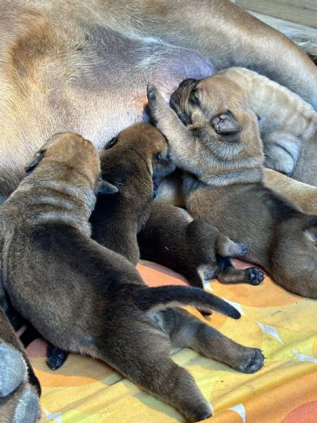 mastino sudafricano cuccioli di boerboel | Foto 6