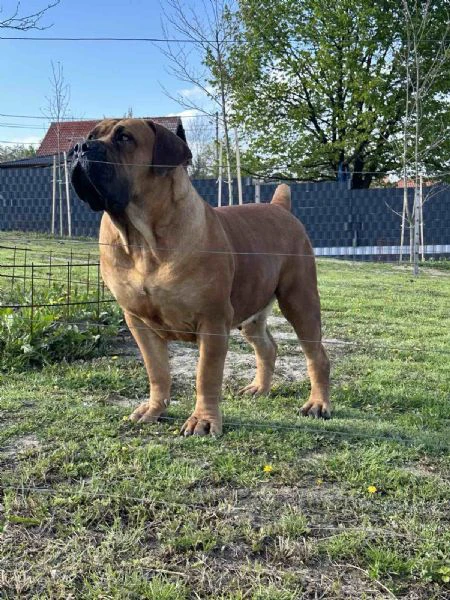 mastino sudafricano cuccioli di boerboel | Foto 5