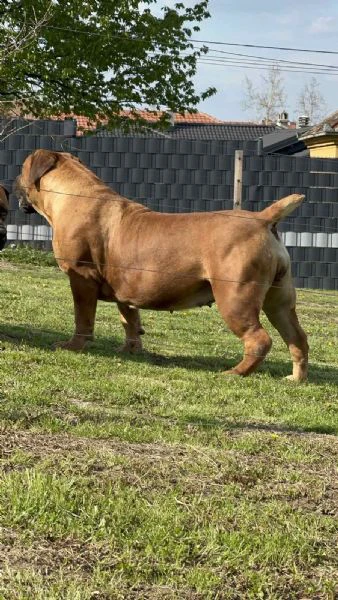 mastino sudafricano cuccioli di boerboel | Foto 4