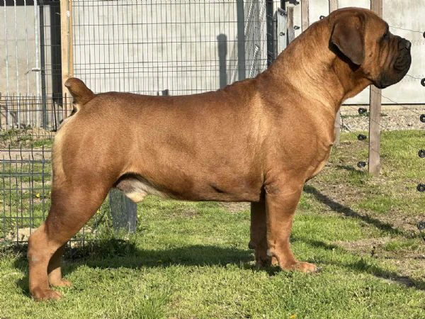 mastino sudafricano cuccioli di boerboel | Foto 3