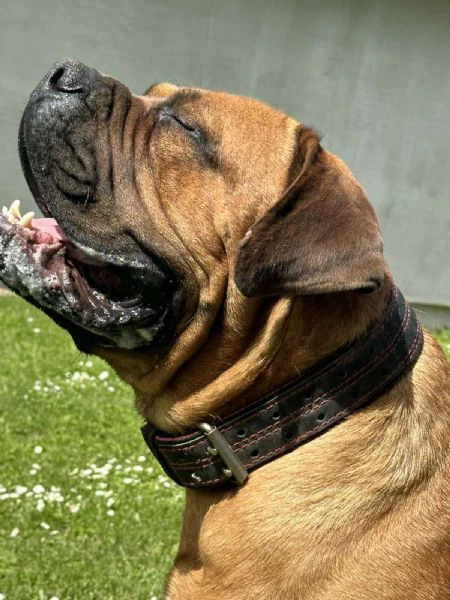 mastino sudafricano cuccioli di boerboel | Foto 2