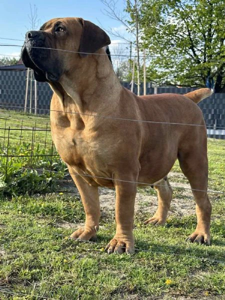 mastino sudafricano cuccioli di boerboel