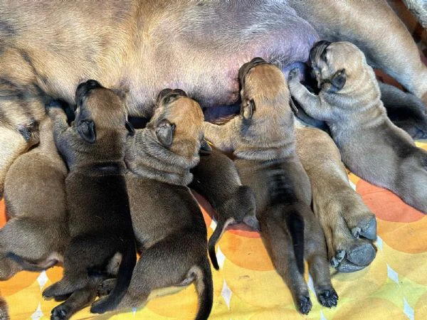mastino sudafricano cuccioli di boerboel | Foto 1
