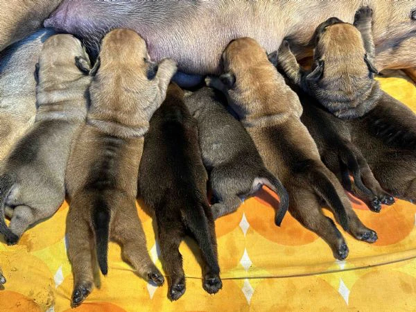 mastino sudafricano cuccioli di boerboel | Foto 0