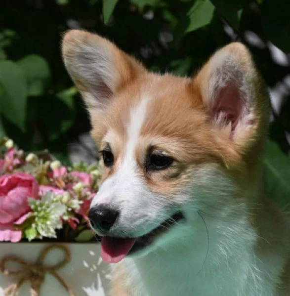 cuccioli di welsh corgi pembroke | Foto 6