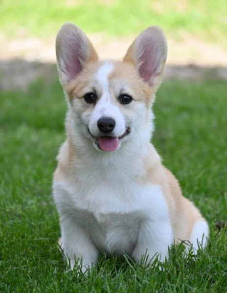 cuccioli di welsh corgi pembroke | Foto 5