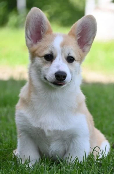 cuccioli di welsh corgi pembroke | Foto 4