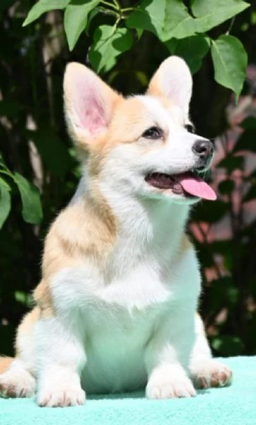 cuccioli di welsh corgi pembroke | Foto 3