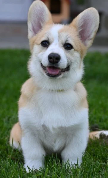 cuccioli di welsh corgi pembroke | Foto 2