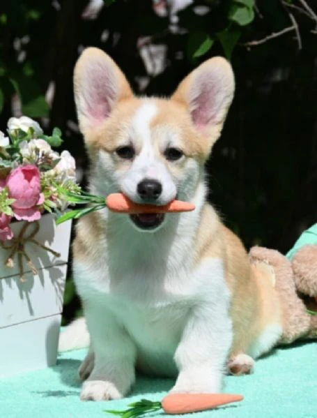 cuccioli di welsh corgi pembroke