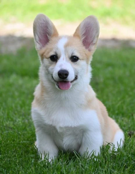 cuccioli di welsh corgi pembroke | Foto 1