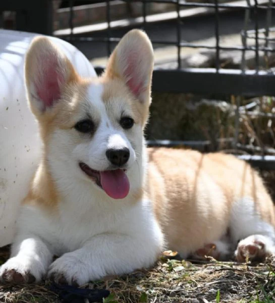 cuccioli di welsh corgi pembroke | Foto 0