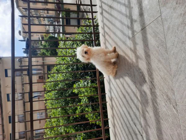 vendo cane maschio maltipoo 