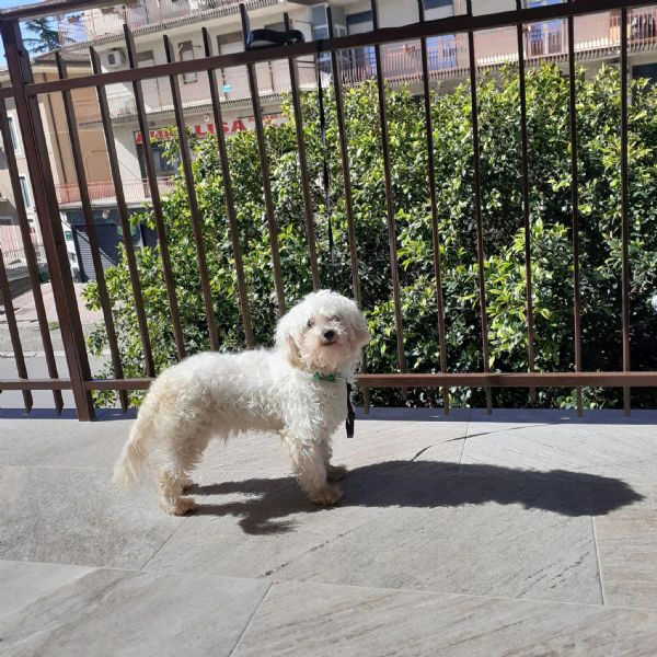 vendo cane maschio maltipoo  | Foto 2