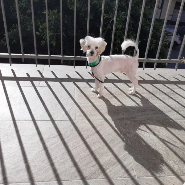 vendo cane maschio maltipoo  | Foto 1