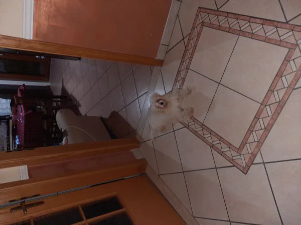 vendo cane maschio maltipoo  | Foto 0