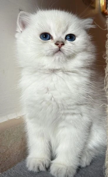 cuccioli scottish straight
