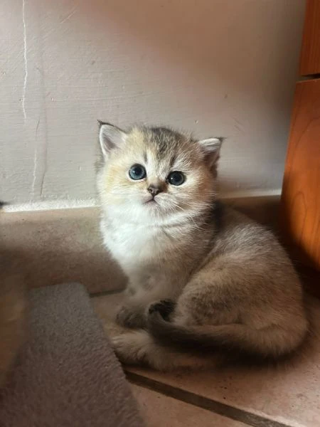 cuccioli scottish straight | Foto 6