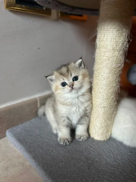 cuccioli scottish straight | Foto 5