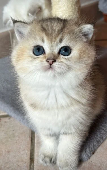 cuccioli scottish straight | Foto 4
