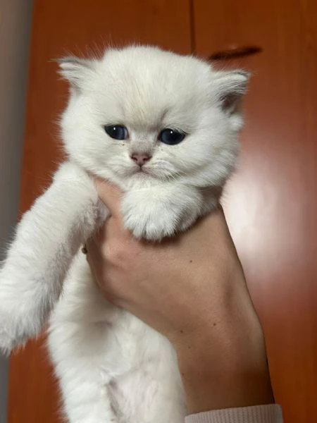 cuccioli scottish straight | Foto 3