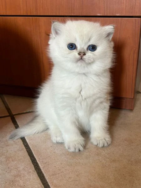cuccioli scottish straight | Foto 2