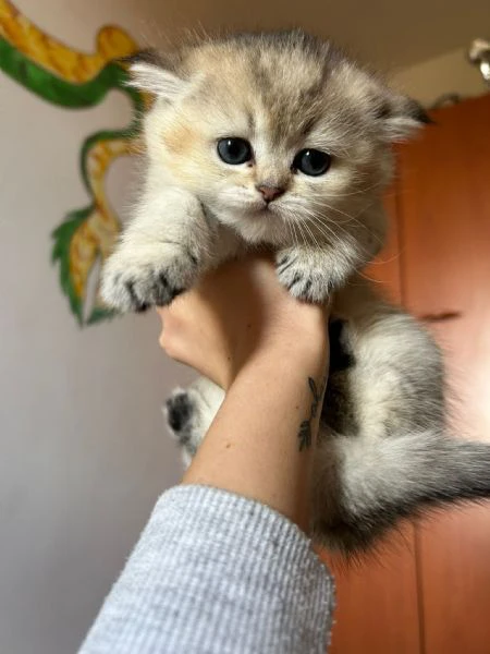 cuccioli scottish straight | Foto 1